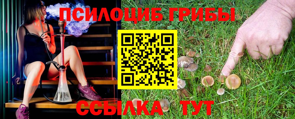 Долгопрудный  Псилоцибиновые грибы Psilocybine cubensis  Вход с VPN 