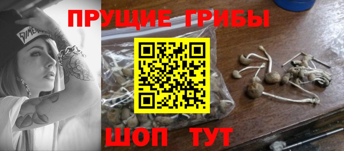 Галлюциногенные грибы GOLDEN TEACHER Долгопрудный